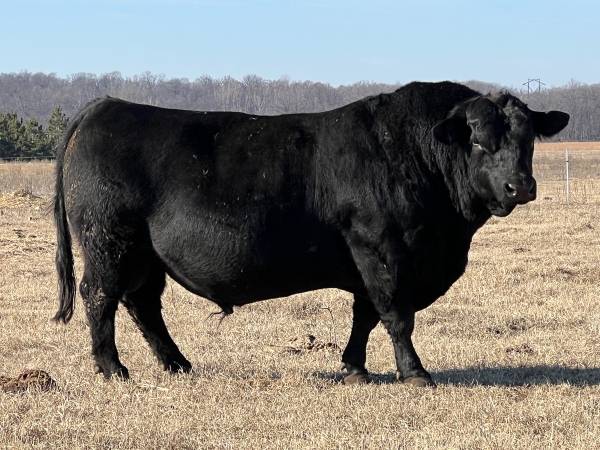 Black Angus Bull 1