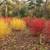 🌳 Transform Your Garden With Perennial Bushes & Trees – Availiable al 11 thumbnail