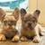 Fluffy French Bulldogs (Frenchies) 2 thumbnail