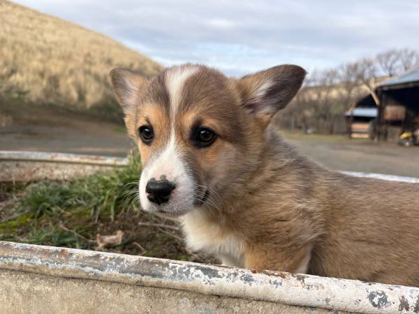 Corgis for sale ! 1