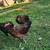 Chickens 15 thumbnail