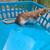 Dumbo Rats 3 thumbnail