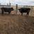 Bred Heifers 1 thumbnail