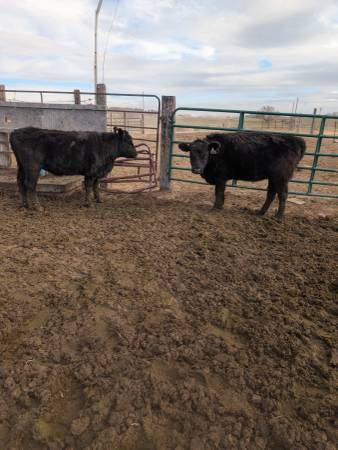 Bred Heifers 1