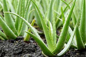 free savila (Aloe Vera) plants 1