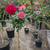 Rose Tree 🌹🌹 8 thumbnail