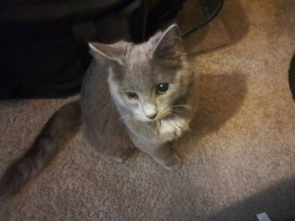 Free to a good home Gray Maine Coon (Greeneville)63903464352642120
