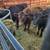 Beef steer 1 thumbnail