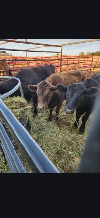 Beef steer 1