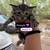 Tabby Kittens 2 thumbnail