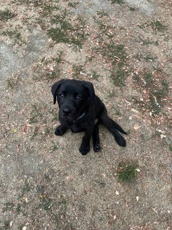 Macho labrador negro63787743468035120
