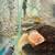 Fish - gold, peru and super red severum 1 thumbnail