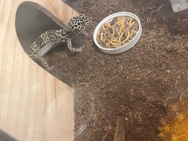 Leopard Geckos Double Mack Snow, Blizzard, Tangerine Carrot tail 1