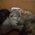 Kittens 4 thumbnail