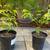 Japanese Maple Trees 2 thumbnail