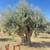 🫒 GIANT 150+ YEAR OLD SUPER GNARLY TRUNK OLIVE TREES GIANT SAVIINGS🫒 20 thumbnail