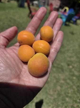Apricots 1