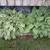 Hosta clumps 1 thumbnail