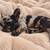 Frenchie 2 thumbnail
