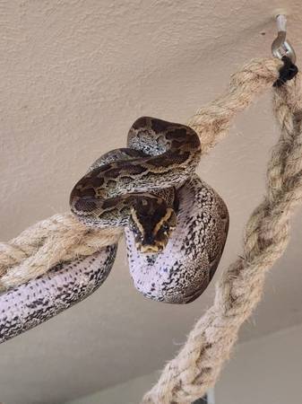 Young python 1
