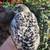 Coturnix Quail (Pearl) 6 thumbnail
