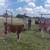 12 exposed females 3 male Llamas for sale 15 thumbnail