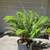 Established Sword Ferns 7 thumbnail