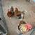 Downsizing.. Colored egg layers, Rex rabbits 4 thumbnail