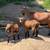 Registered Nigerian dwarf go 1 thumbnail