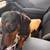 Dutch hound/weiner dog 3 thumbnail