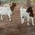 Goats lambs sheeps 7 thumbnail