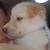 Husky Puppy 5 thumbnail