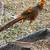 Red golden pheasant rooster 4 thumbnail