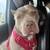FEMALE XL AMERICAN BULLY (LILAC) 11 thumbnail