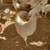 Amberlink pullets brown egg layin hen chickens 1 thumbnail