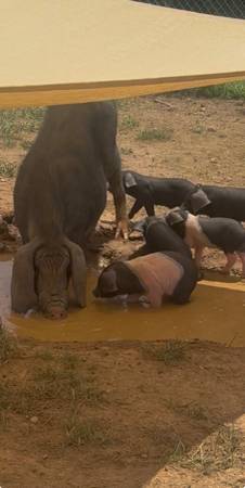 Premium feeder piglets 1