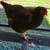 Chickens 6 thumbnail