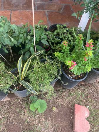 Part One Assorted Plants Collection 1