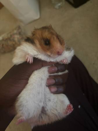 hamster 1