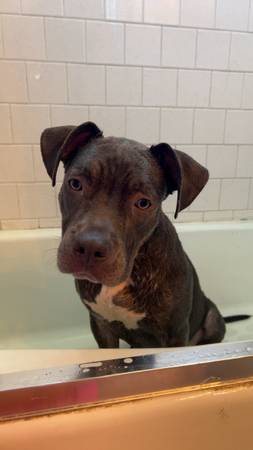 American Bully (Morriston)63861782233857121