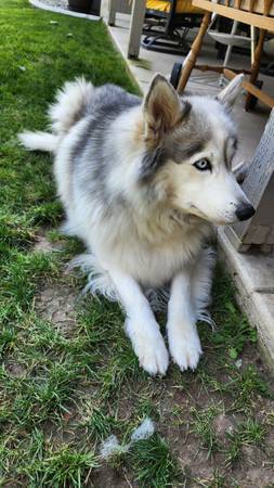Your forever friend (Kennewick)63896661959683121