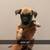 chug puppies 10 thumbnail