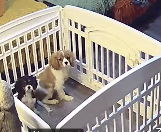 Cavalier King Charles spaniel 1