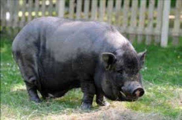 Potbelly Pigs - $50 (Conyers)63441255203201121