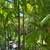 Adonidias Palm, Foxtail, Alexanders, Robelinis, and lots more plants 2 thumbnail
