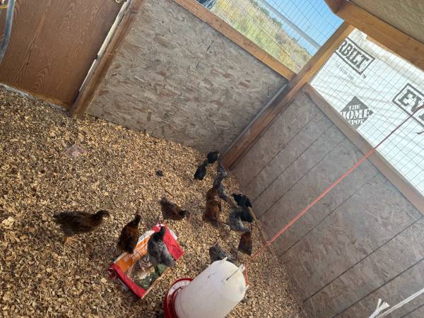 Chickens/gallinas 1