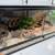 Hognose Snake 2 thumbnail