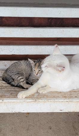 Kitten (Berryman)593305660597872645