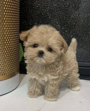CuteMaltipoo 1