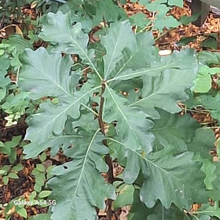 4" oak seedling 1